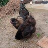 しらこなよん