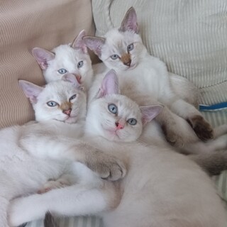 シャム系ミックス？青瞳美猫兄妹