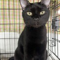 人見知り全くなし、慣れすぎた黒猫くん！