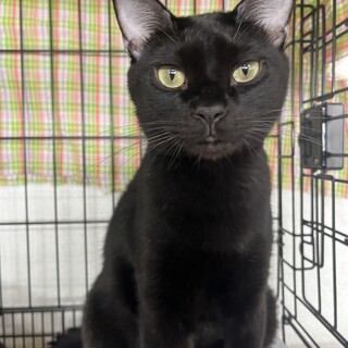人見知り全くなし、慣れすぎた黒猫くん！