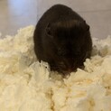 【急募】黒キンクマハムスター