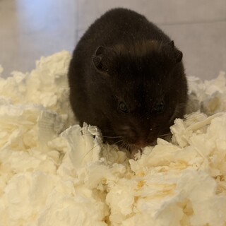 【急募】黒キンクマハムスター