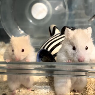 カラーゴールデンハムスター長毛　2ヶ月弱！
