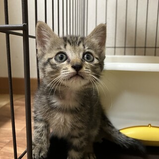 ありがとうございました★ちびにゃん　ミアちゃん