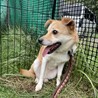 座り方が独特で可愛い雑種の武44しむよんちゃん サムネイル4