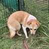 座り方が独特で可愛い雑種の武44しむよんちゃん サムネイル5