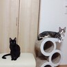 9/6高田馬場★黒豆くん★穏やかBOY サムネイル4