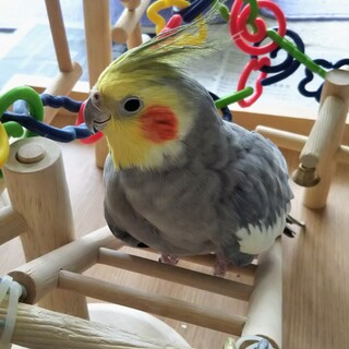 オカメインコ好きな人みてください