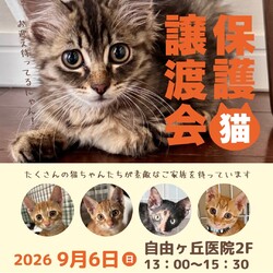 子猫まつり　譲渡会　名古屋市