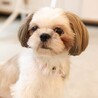 優しく寄り添う甘えん坊、愛らしいシーズーの女の子 サムネイル3
