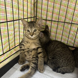 いつまでも赤ちゃん猫のうずら君❤️