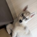 シベリアンハスキーの2ヶ月の女の子