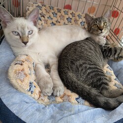 保護猫の譲渡会