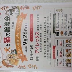 保護猫の譲渡会