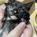 サビ猫★あさがおちゃん★1ヶ月
