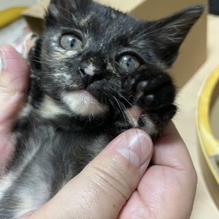 サビ猫★あさがおちゃん★1ヶ月