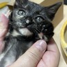 サビ猫★あさがおちゃん★1ヶ月