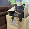 サビ猫★あさがおちゃん★1ヶ月 サムネイル2