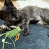 サビ猫★あさがおちゃん★1ヶ月 サムネイル4