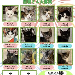 ねこちゃんず8 保護猫譲渡会 サムネイル2