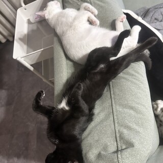 子猫三兄弟里親募集