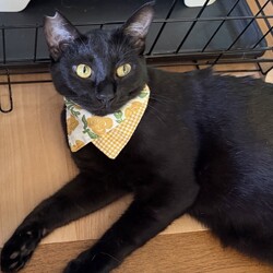 猫とも譲渡会in富田林 サムネイル2