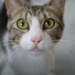猫とも譲渡会in富田林 サムネイル3