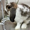 ロップイヤー　 サムネイル4