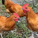 急募 名古屋コーチン4匹雄4ヶ月