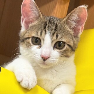 クリクリお目目がかわいいキジ白「たら」くん