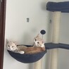 とみこてゃん