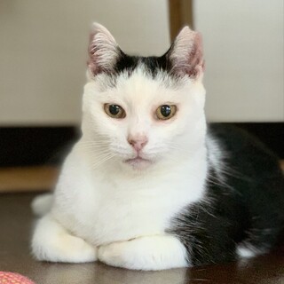 ぱっつん前髪がチャームポイントな小柄さん
