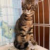 お爺さんの家で産まれた猫