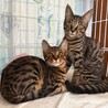 お爺さんの家で産まれた猫