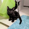 おっとり黒猫✨テディくん サムネイル2
