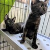 おっとり黒猫✨テディくん サムネイル3