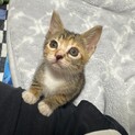 1ヶ月　鍵しっぽの子猫里親募集中！
