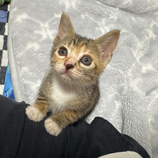 1ヶ月　鍵しっぽの子猫里親募集中！