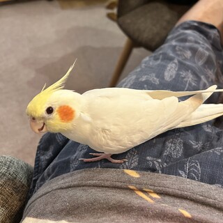 オカメインコ　オス　1歳6ヶ月　ルチノー