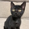 おてんば黒猫みっちゃん