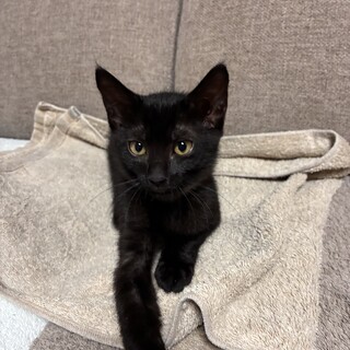 おてんば黒猫みっちゃん