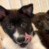 周南市徳山出身の甘えん坊のあさがおちゃん サムネイル2
