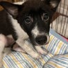 周南市徳山出身の甘えん坊のあさがおちゃん サムネイル3
