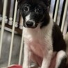 周南市徳山出身の甘えん坊のあさがおちゃん