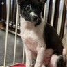 周南市徳山出身の甘えん坊のあさがおちゃん サムネイル6