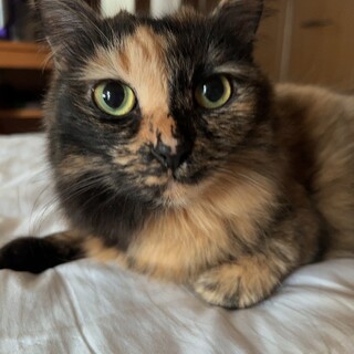 さび猫ちゃんの里親になってください