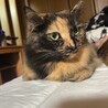 さび猫ちゃんの里親になってください サムネイル2