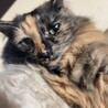 さび猫ちゃんの里親になってください サムネイル3