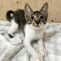 ジャンボ　人が大好きなキジ白の男の子