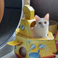 猫の譲渡会@八幡市 サムネイル2